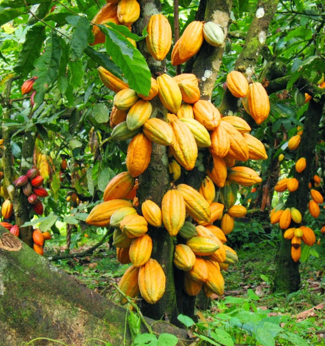 Cocoa pods