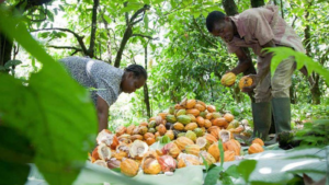 Sustainable Farming