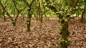 cocoa farm