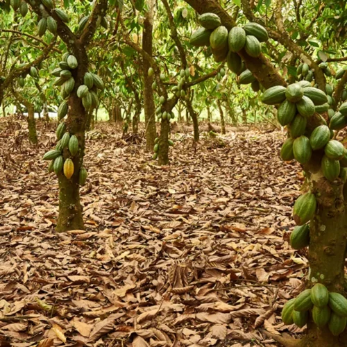 cocoa farm